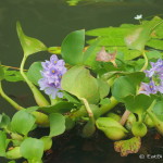 Water lilies, Kayaking the Granada Islets, Granada, Nicaragua