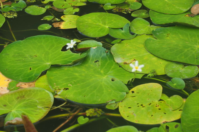 Nicaragua - Water lilies, Kayaking the Granada Islets, Granada, Nicaragua