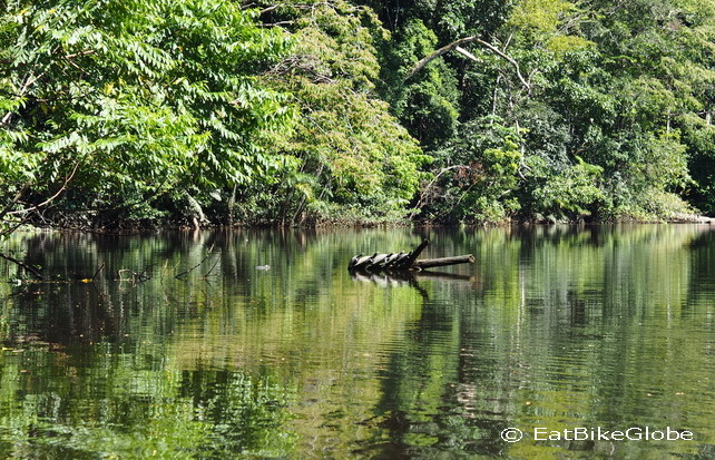 Amazon - Turtles huddling on a branch, Parrots at the salt lick, Cuyabeno Reserve, Amazon Rainforest