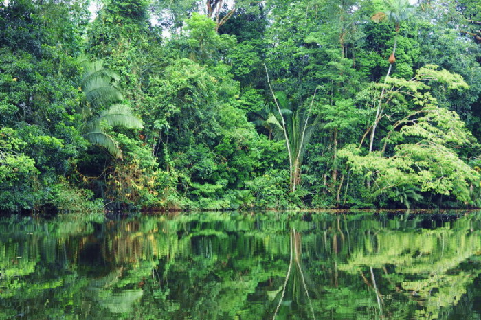 Amazon - Cuyabeno Reserve, Amazon Rainforest