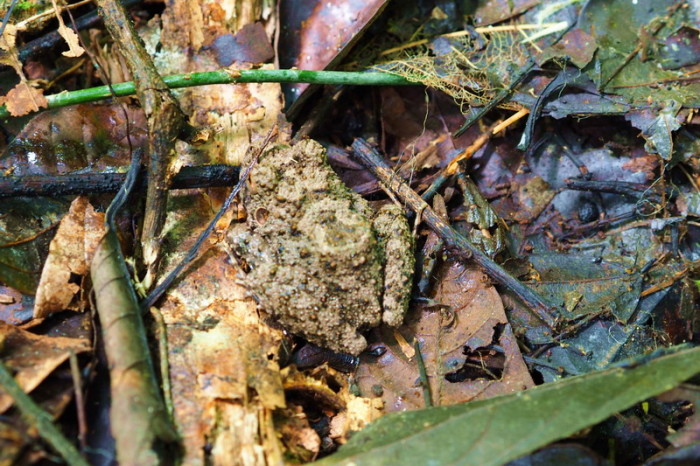 Amazon - Amazingly camouflaged frog on the forest floor 