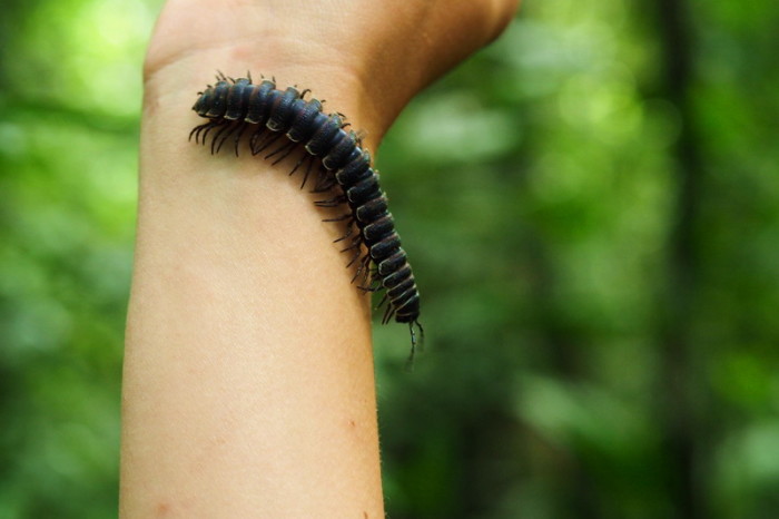 Amazon - Centipede, Cuyabeno Reserve, Amazon Rainforest