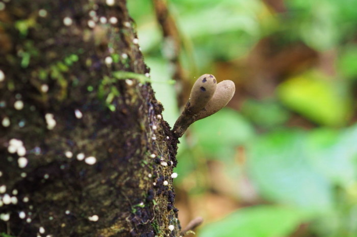 Amazon - Fungi, Cuyabeno Reserve, Amazon Rainforest