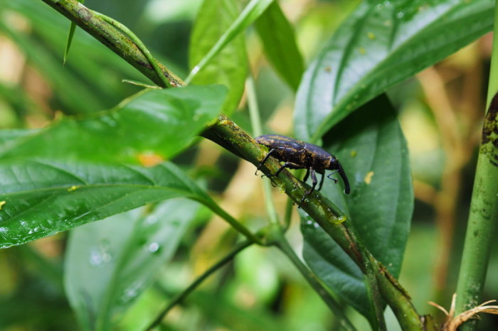 Amazon - Elephant beetle, Cuyabeno, Amazon Rainforest