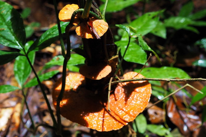 Amazon - Gorgeous orange fungi, Cuyabeno Reserve, Amazon Rainforest