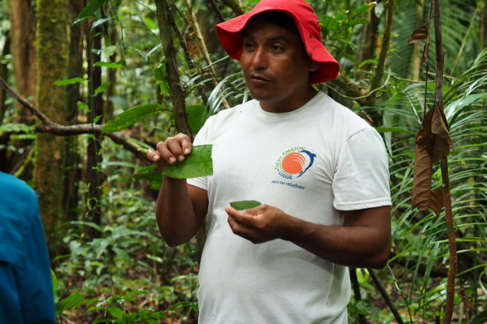 Amazon - Our local guide demonstrating how to whistle with leaves