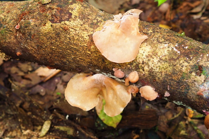 Amazon - Cool mushrooms that disinfect and can be used as a type of "second skin" - a jungle band-aid! 