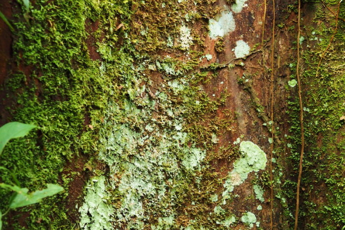 Amazon - Moss, Cuyabeno Reserve, Amazon Rainforest