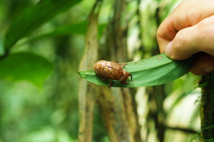 Amazon - Cute beetle, Cuyabeno Reserve, Amazon Rainforest