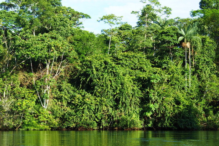 Amazon - The lush and green Cuyabeno Reserve