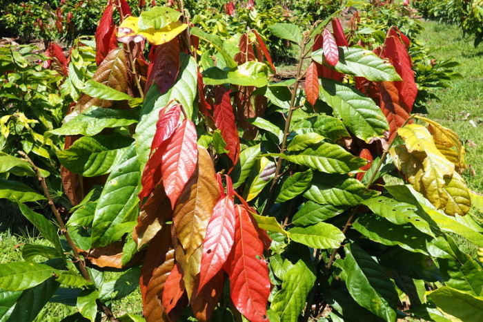 Amazon -  Cocoa Plants