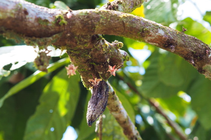 Amazon - Cocoa plant blossoms