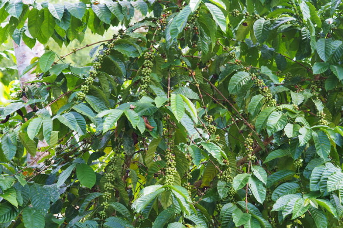 Amazon - Coffee berries