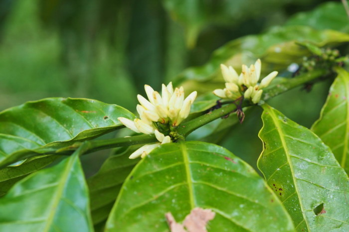Amazon - Coffee berry blossoms