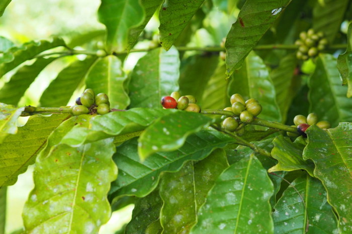 Amazon - More coffee berries