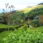 The beautiful gardens of Hacienda El Hato
