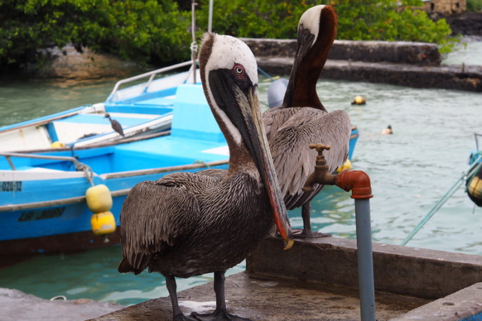 Galapagos - Friendly pelicans at the Puerto Ayora Fish Market, Santa Cruz Island