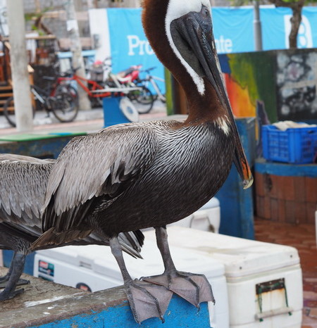 Galapagos - Friendly pelican at the  Puerto Ayora Fish Market, Santa Cruz Island