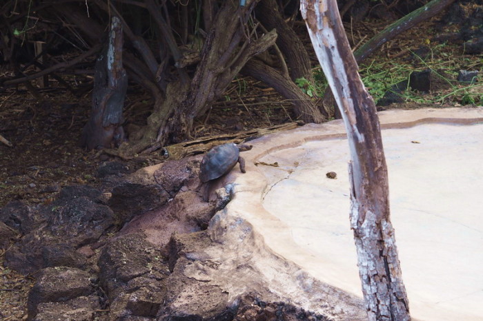 Galapagos - Visiting the Charles Darwin Research Station’s Giant Tortoise Breeding Centre, Santa Cruz Island 