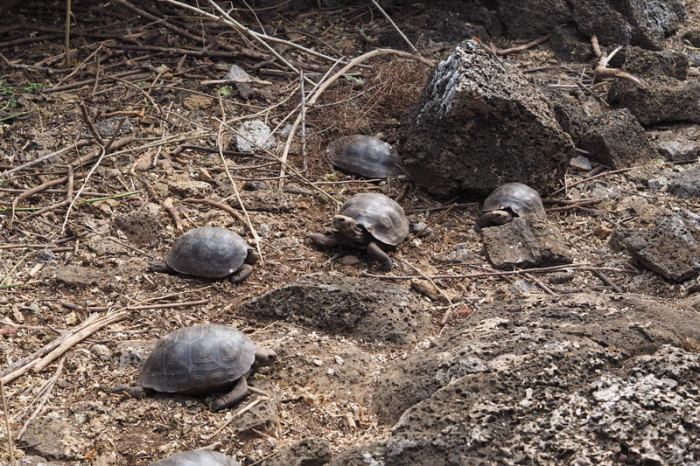 Galapagos - Visiting the Charles Darwin Research Station’s Giant Tortoise Breeding Centre, Santa Cruz Island 