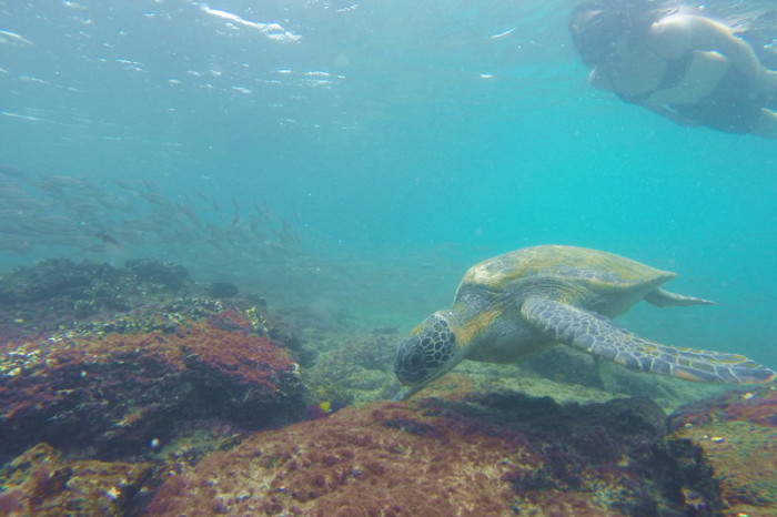 Galapagos - We loved swimming with this Galapagos Green Turtle! Santiago Island