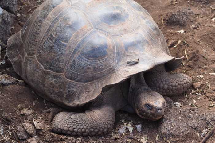 Galapagos - Giant Tortoise, Charles Darwin Research Centre, Santa Cruz Island