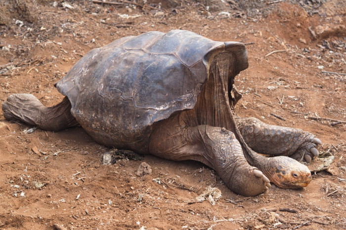 Galapagos - One of the breeding males at the Charles Darwin Research Centre - he looked utterly exhausted! 