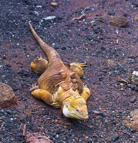 Galapagos - Striking land iguana, Charles Darwin Research Centre, Santa Cruz Island
