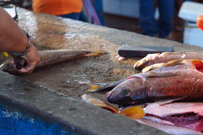 Galapagos - The Puerto Ayora Fish Market, Santa Cruz Island