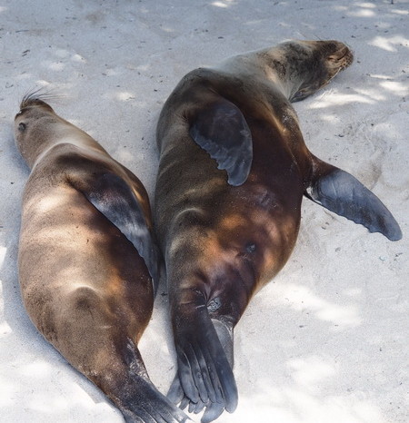 Galapagos - Sleepy sea lions, Isabela Island