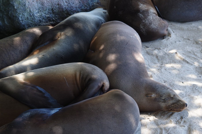 Galapagos - Sea lions, Isabela Island