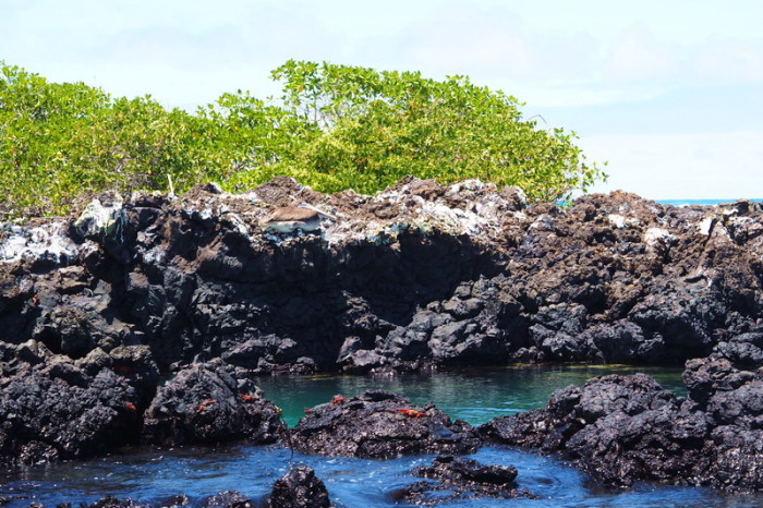 Galapagos - Tintoreras, Isabela Island