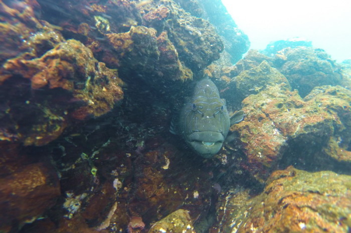 Galapagos - Galapagos Reef Fish, Santiago Island