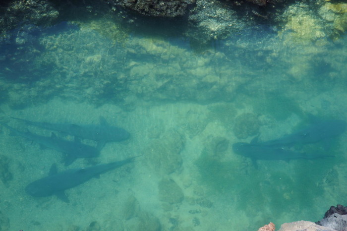 Galapagos - White Tipped Reef Sharks, Tintoreras, Isabela Island