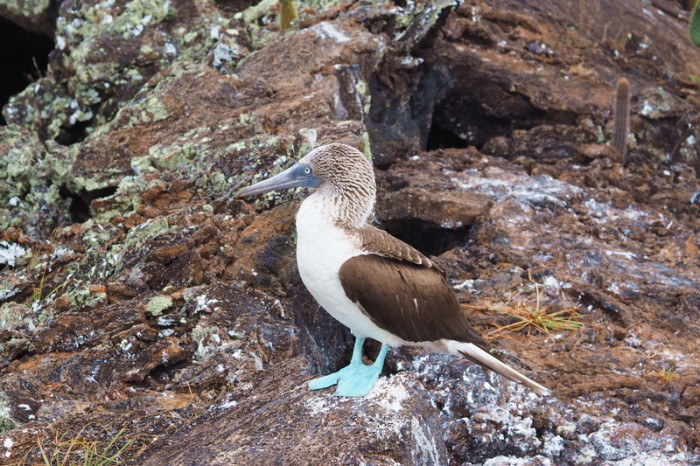 Galapagos - Blue footed boobie, Lava Tunnels, Isabela Island