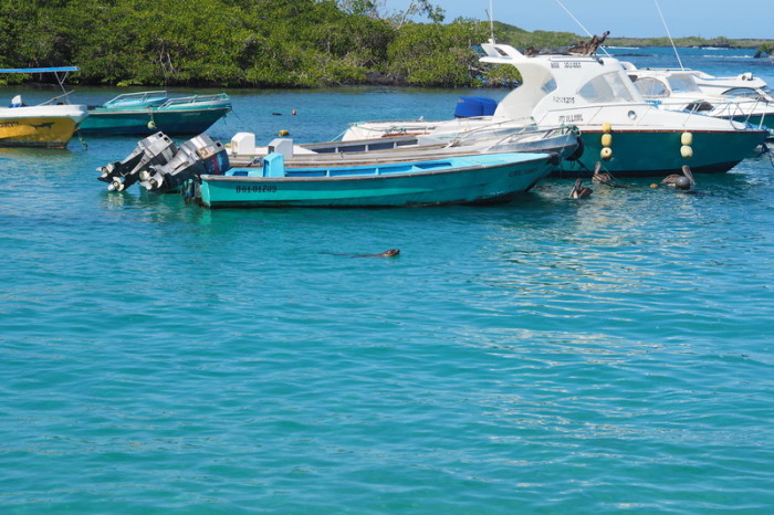 Galapagos - A sea lion swimming, Puerto Villamil, Isabela Island