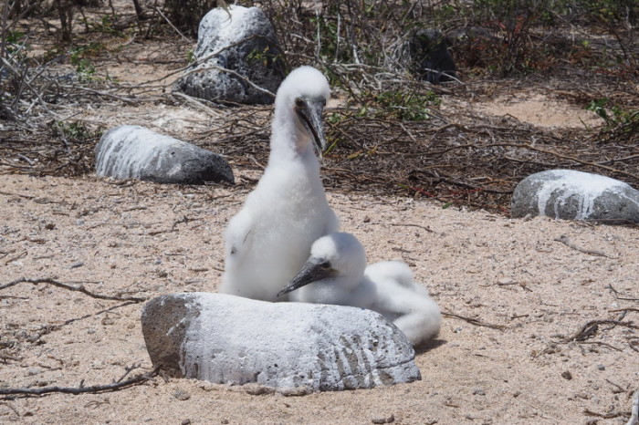 Galapagos - Baby blue footed boobies! North Seymour Island