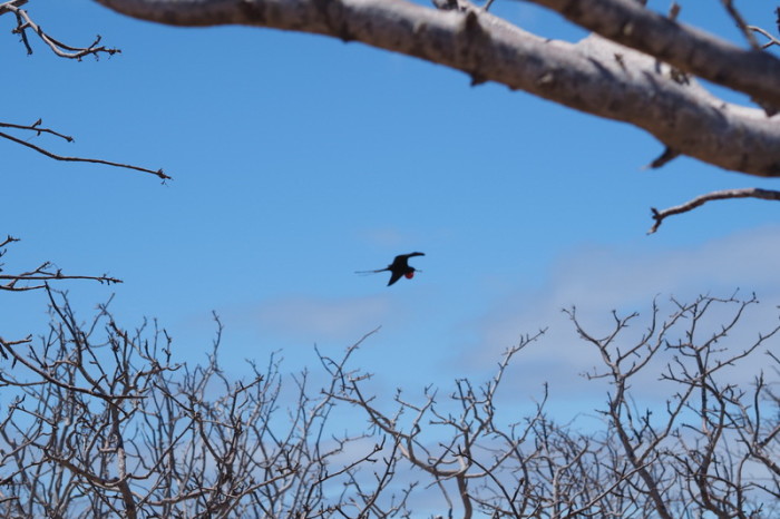 OLYMPUS DIGITAL CAMERA - Adult Frigate bird in flight, North Seymour Island