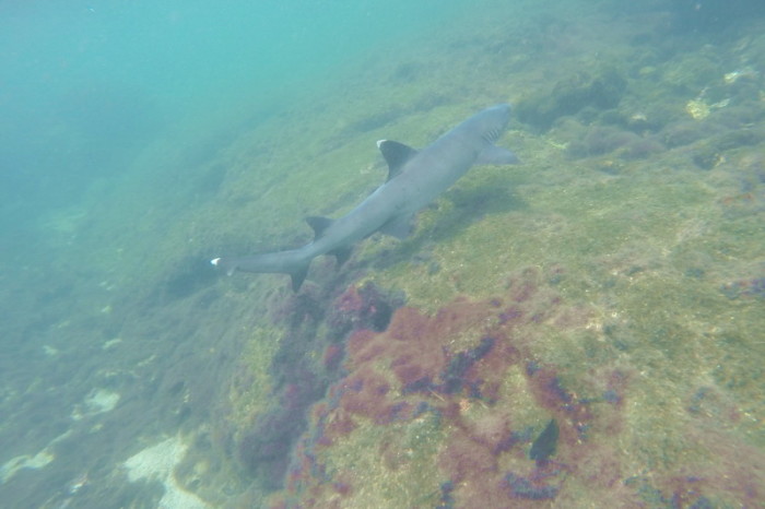 Galapagos - White tipped reef shark, Lava Tunnels, Isabela Island