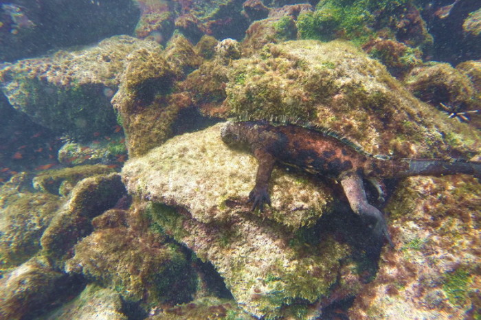 Galapagos - A marine iguana feasting on seaweed, Pinzon Island