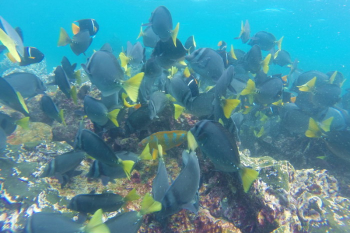 Galapagos - Schools of Galapagos reef fish, Pinzon Island