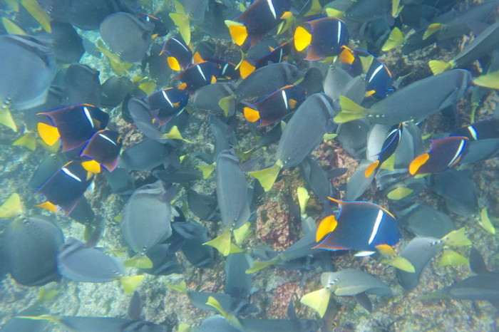 Galapagos - Schools of Galapagos reef fish, Pinzon Island