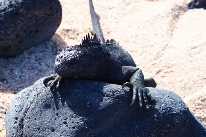Galapagos - Marine iguana enjoying the sun, Los Perros Beach, Santa Cruz Islan
