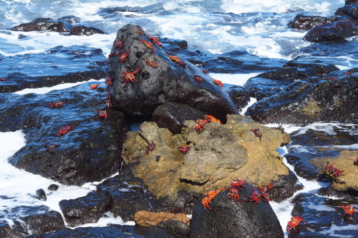 Galapagos - Stunning Galapagos red rock crabs, Los Perros Beach, Santa Cruz Island