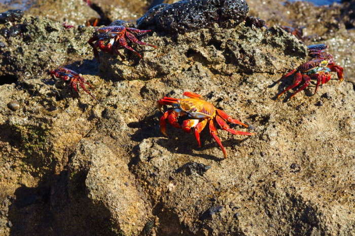 Galapagos - Stunning Galapagos red rock crabs, Los Perros Beach, Santa Cruz Island