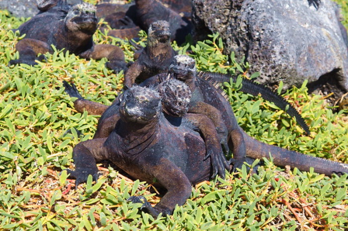 Galapagos - Galapagos Marine Iguanas, cuddling up to keep warm! Los Perros Beach, Santa Cruz Island