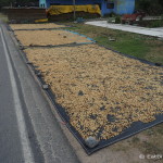 Coffee beans drying on the side of the road on the way to Chachapoyas