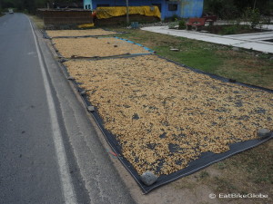 Coffee beans drying on the side of the road on the way to Chachapoyas