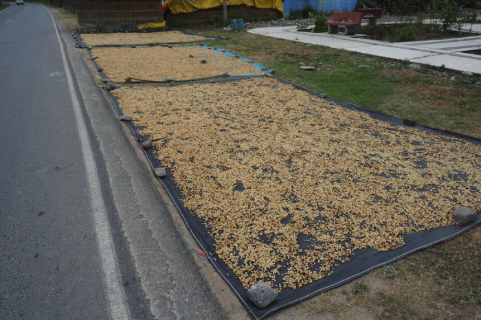 Peru - Coffee beans drying on the side of the road on the way to Chachapoyas