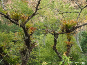 Bromeliads were everywhere on the way to Leymebamba